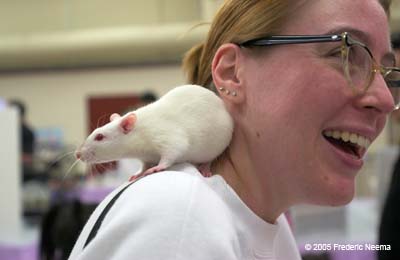 Michaela Darling, a &quot;rat-siiter&quot; by profession, plays with a young female rat at a Rat Festival in San Mateo, CA, on April 3, 2005. - 16-02-2260-0034